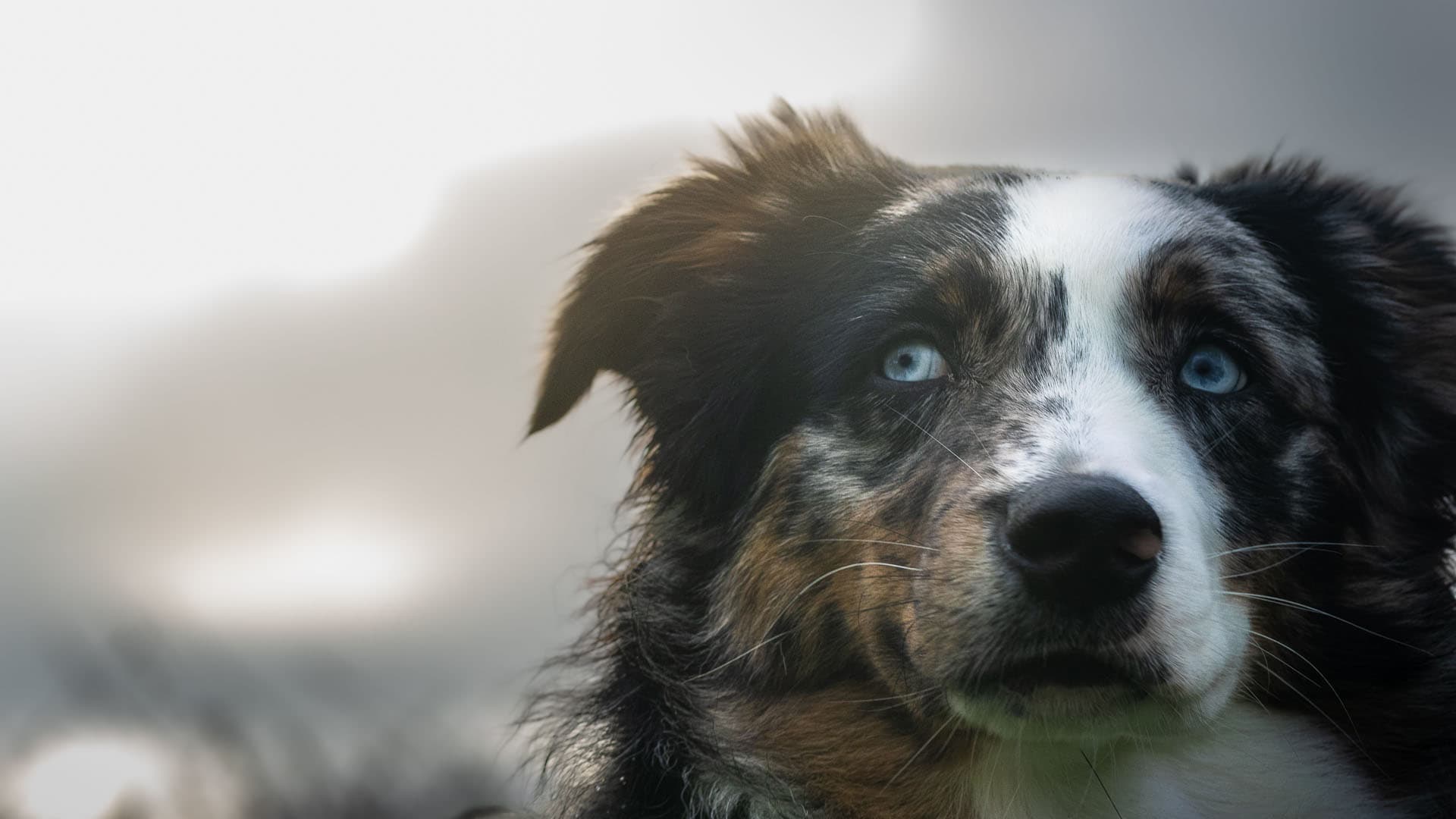 Portrait d’un berger australien, photo par Florestan Buchet